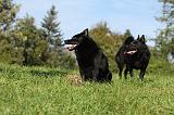 SCHIPPERKE 711